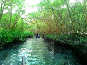 Tiga Foto Mangrove dari Indonesia Raih Penghargaan Dunia