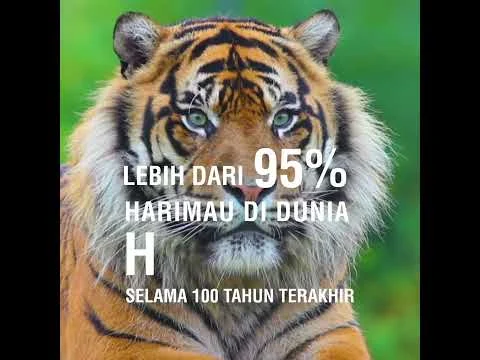 Hari Harimau Sedunia: Upaya Global untuk Melindungi Kucing Besar yang Terancam Punah