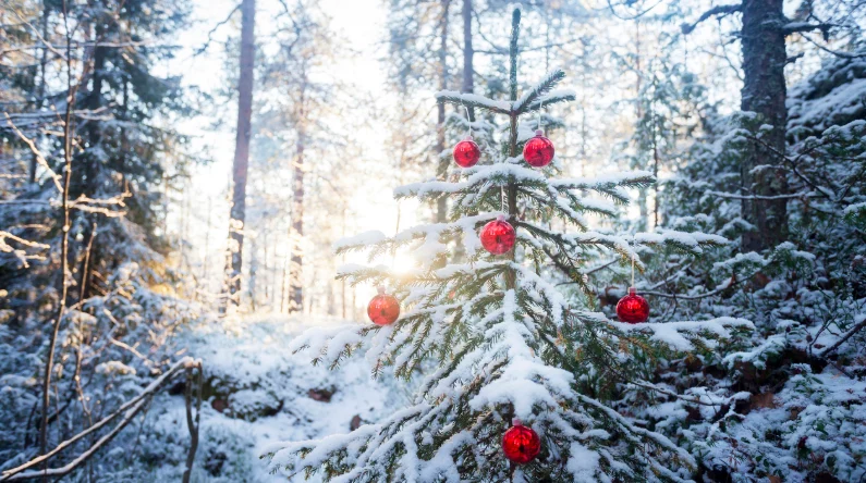 Fakta Ilmiah Pohon Natal yang Tetap Hijau Meski Musim Dingin