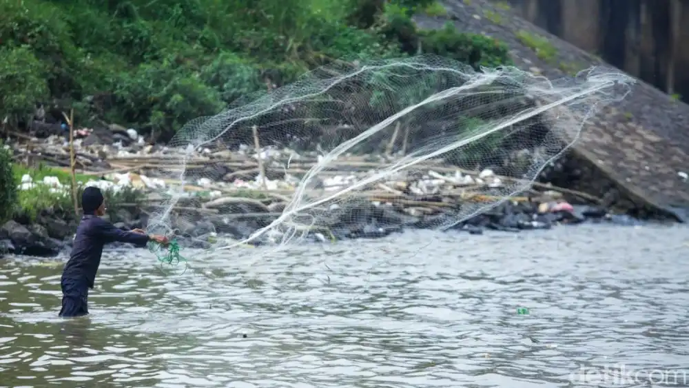 Cisadane Tercemar 2,5 Ton Pestisida, BRIN: Bahaya Jika Konsumsi Ikan!
