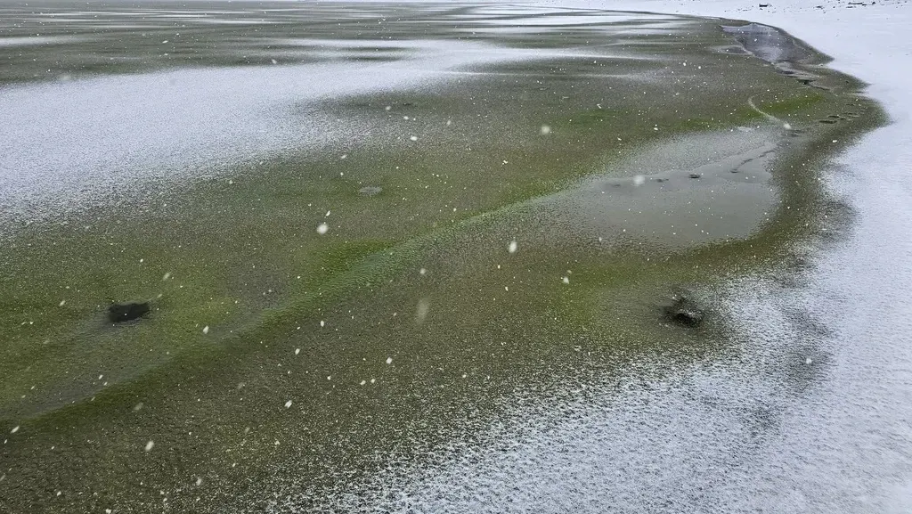Fenomena Aneh Es di Danau Berubah Jadi Hijau