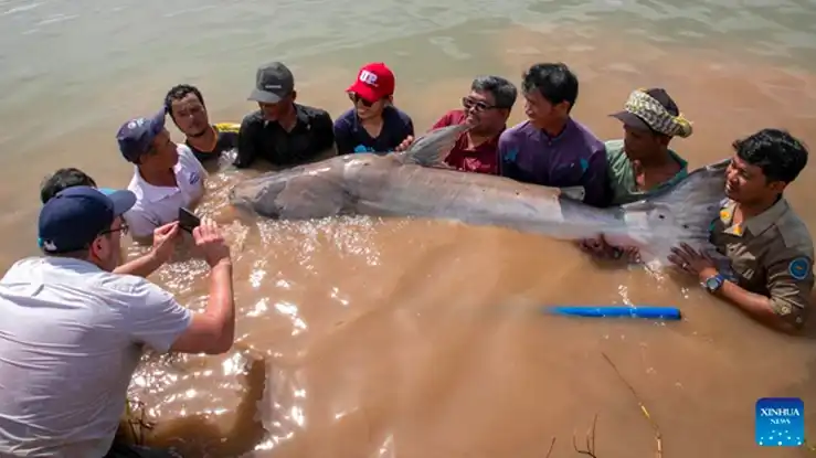 Lele Raksasa di Sungai Mekong Berubah Bentuk, Ilmuwan Khawatir