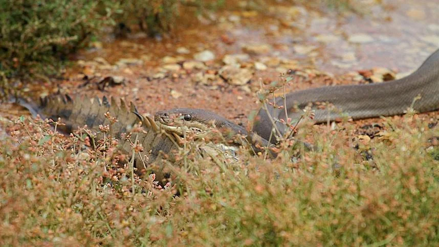 Ngeri! Detik-detik Piton Raksasa Lahap Buaya 2 Meter