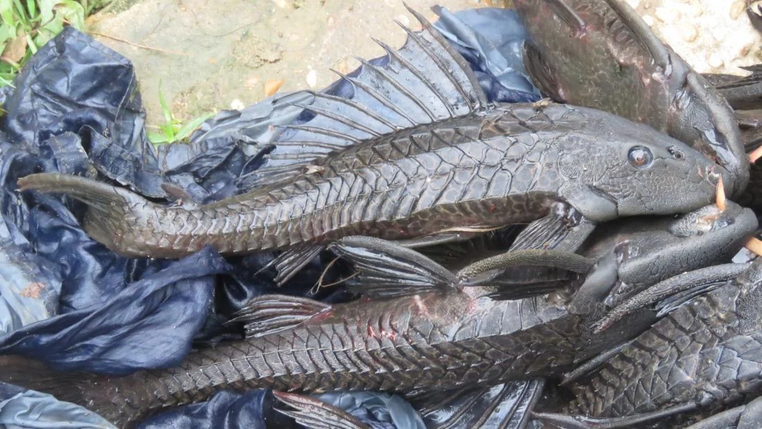 Aneka Hewan Lokal yang Makan Ikan Sapu-sapu, Harapan Itu Ada