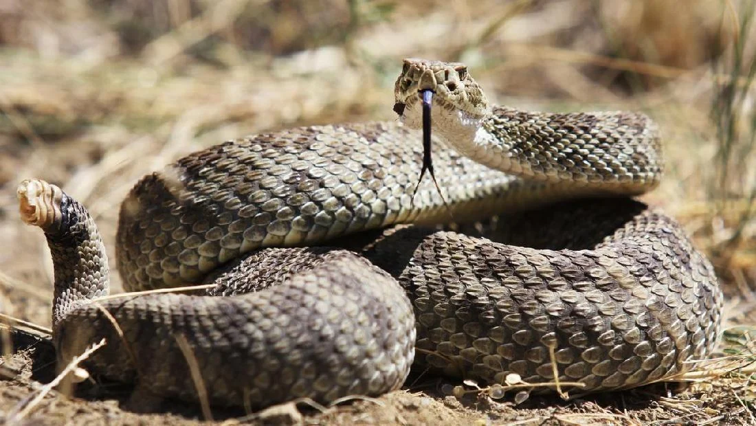 Teror Ular Berbisa Makan 3 Korban Meninggal di California, Menimbulkan Kekhawatiran Nasional