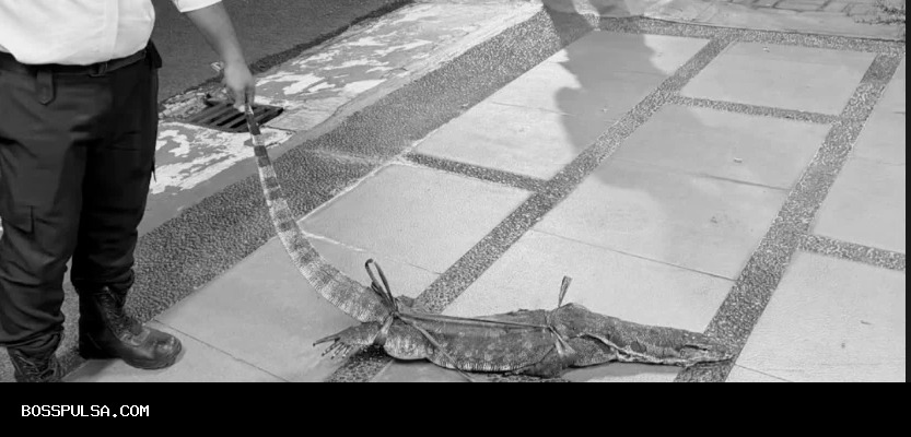 Biawak Mengejutkan Masuk Rumah Chelsea Olivia, Sang Artis Siapkan Tongkat Baseball