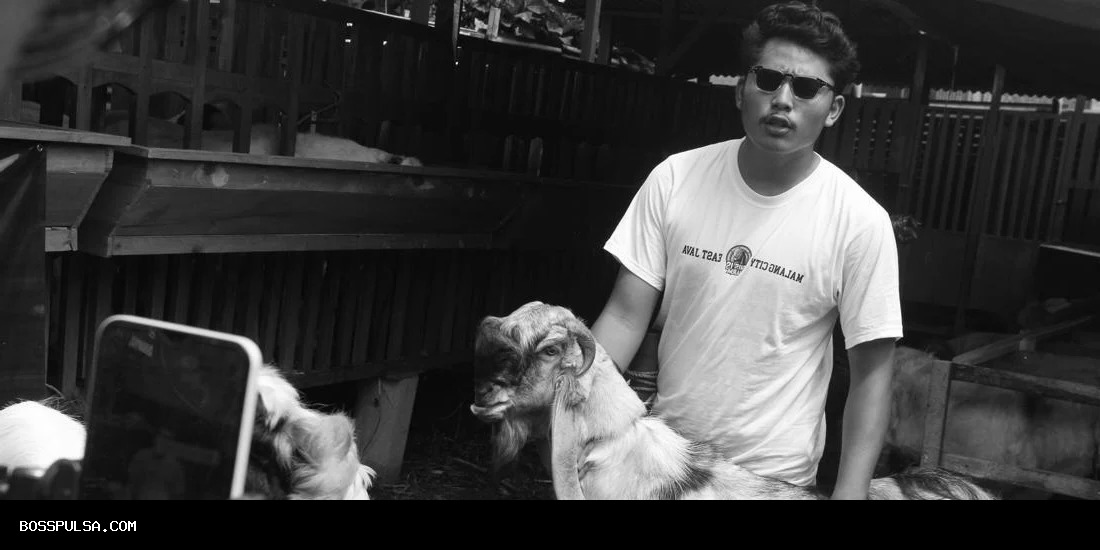 Dari Kandang ke Layar Ponsel, Live Streaming Jualan Kambing Kurban