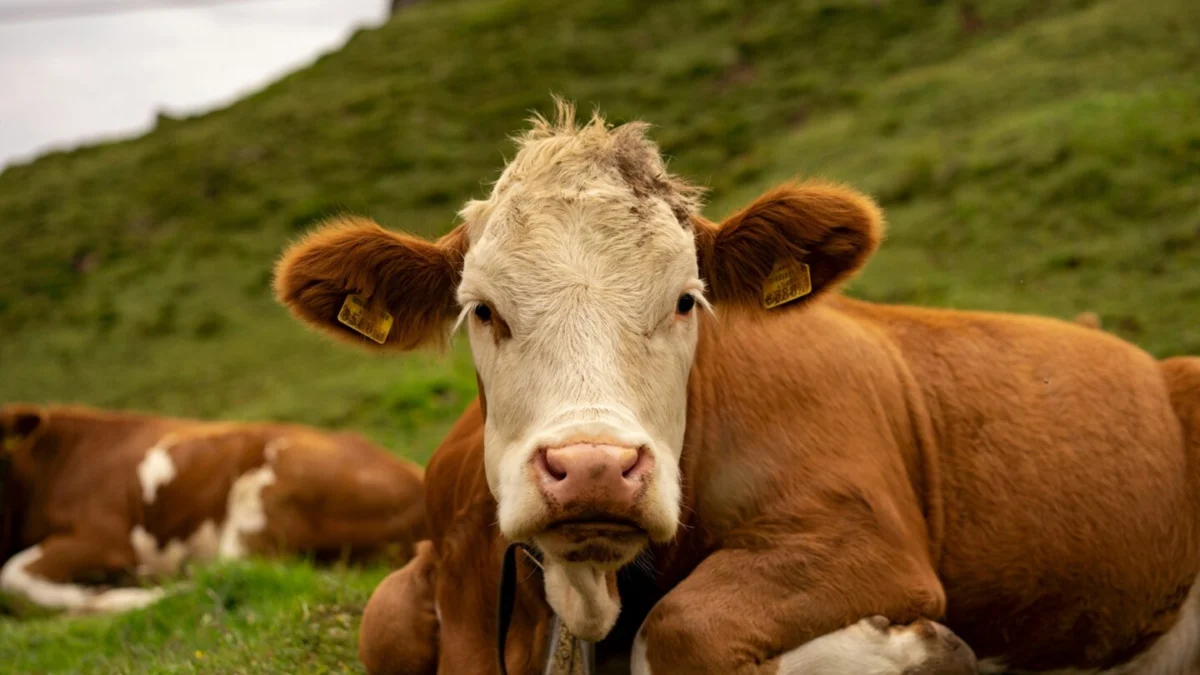 Hukum di Balik Qurban Nadzar