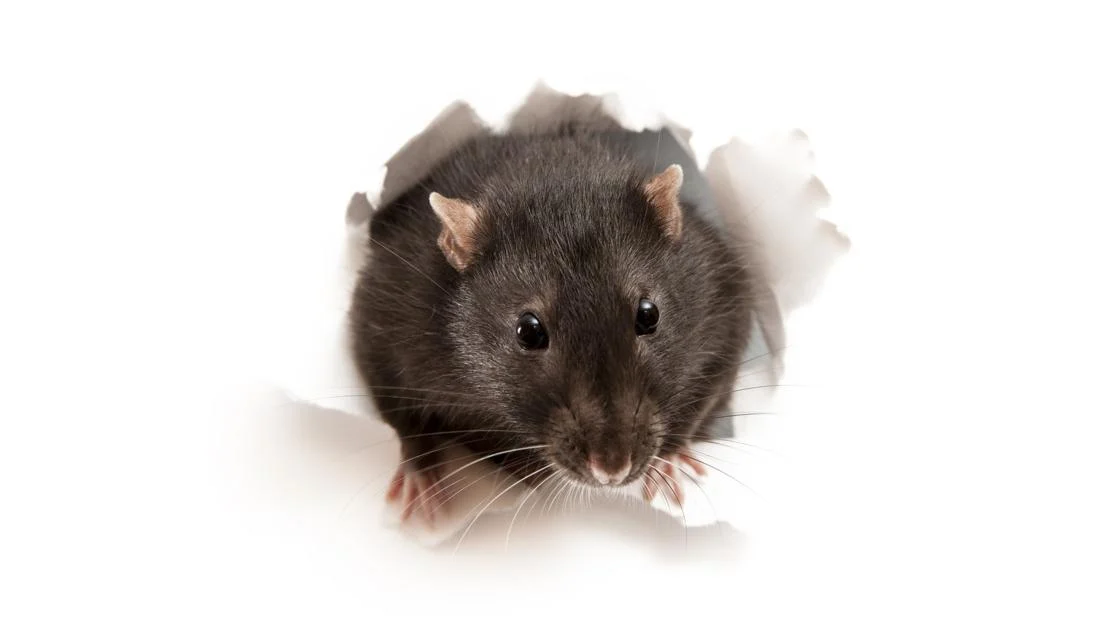 Peneliti BRIN Ungkap Fakta dan Cara Mencegah Penularan Hantavirus