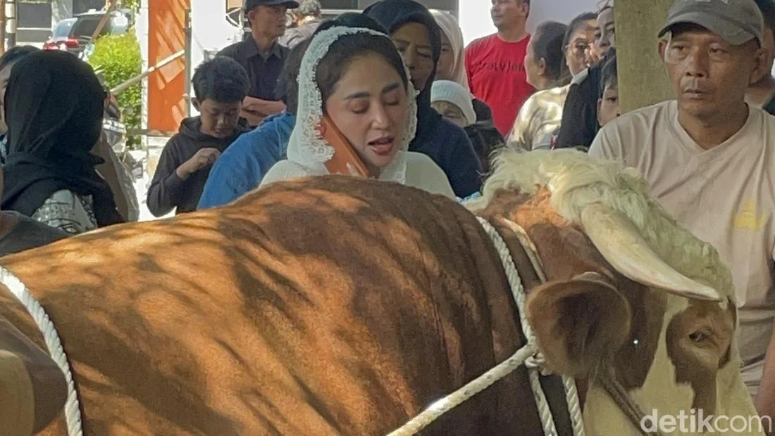 Sapi Jumbo Dewi Perssik Siap Berkurban di Empat Kota, Termasuk Jakarta dengan Bobot 1,3 Ton Masing-masing