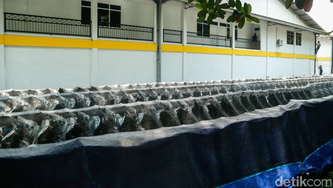 21 Ribu Motor Listrik MBG Telah Dibayar Penuh, Badan Gizi Nasional Bertekad Memanfaatkannya Secara Optimal Kendati Ada Dugaan Markup dan Korupsi