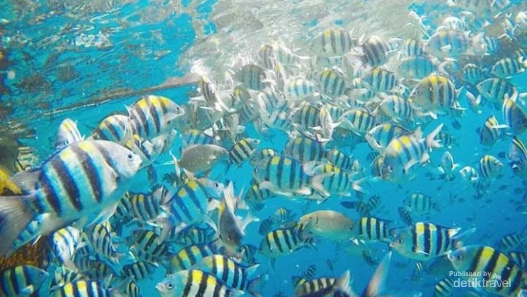 China Klaim Ada ‘Ikan Mata-mata’ yang Pantau Perairannya
