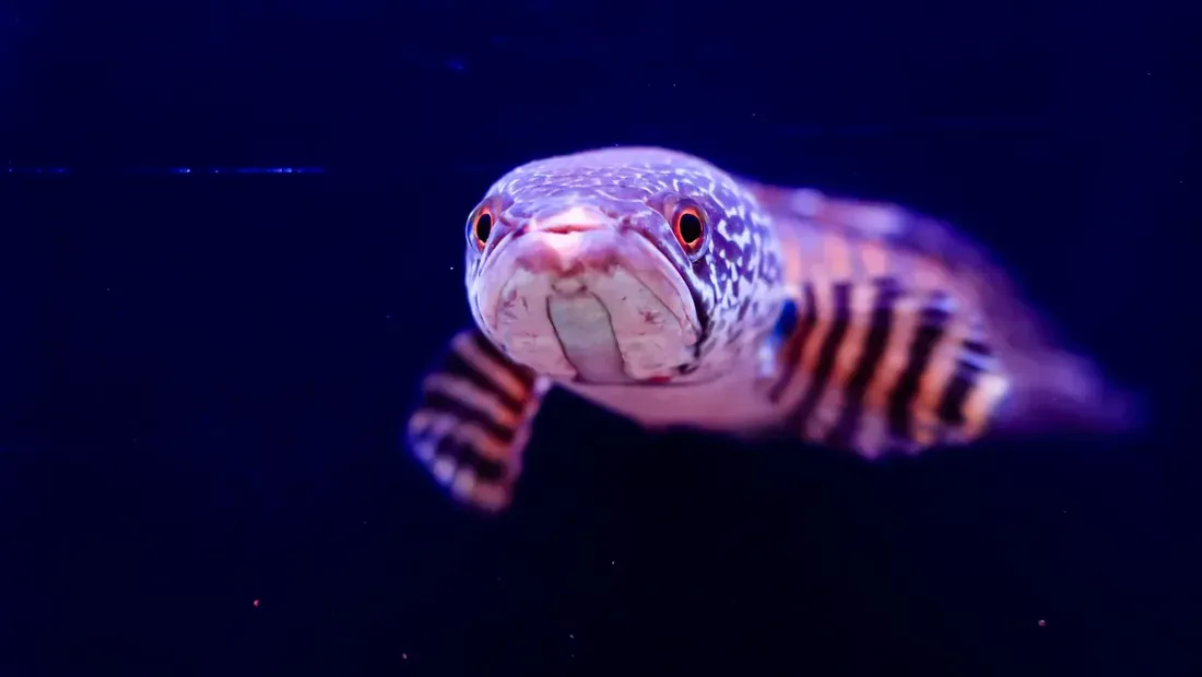 Ikan Gabus Raksasa Serang Manusia, Gigitan dan Tabrakannya Berbahaya
