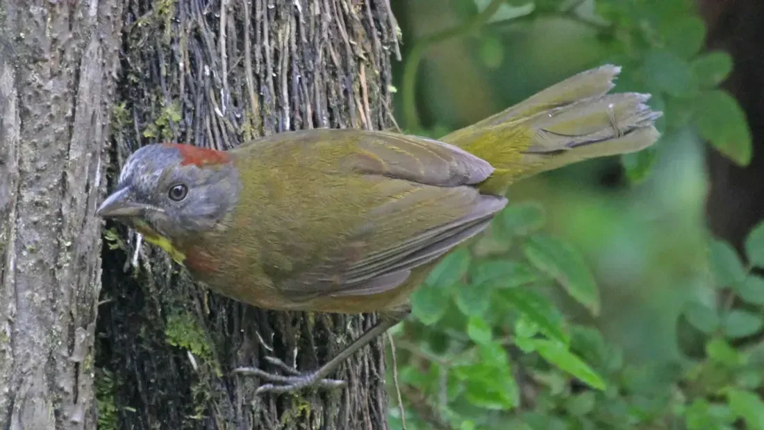 Kisah Burung Beracun Ditemukan di Papua, Dagingnya ‘Membakar’
